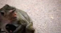 Cambodian Macaque Monkey Male and Female playing, eating, jumping, scratching HD Footage