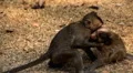 Cambodian Macaque Monkey Male and Female playing, eating, jumping, scratching HD Footage
