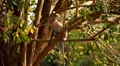 Cambodian Macaque Monkey Male and Female playing, eating, jumping, scratching HD Footage