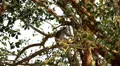 Cambodian Macaque Monkey Male and Female playing, eating, jumping, scratching HD Footage