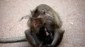 Cambodian Macaque Monkey Male and Female playing, eating, jumping, scratching HD Footage