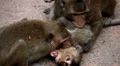 Cambodian Macaque Monkey Male and Female playing, eating, jumping, scratching HD Footage