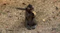 Cambodian Macaque Monkey Male and Female playing, eating, jumping, scratching HD Footage