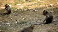 Cambodian Macaque Monkey Male and Female playing, eating, jumping, scratching HD Footage