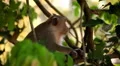 Cambodian Macaque Monkey Male and Female playing, eating, jumping, scratching HD Footage