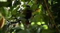 Cambodian Macaque Monkey Male and Female playing, eating, jumping, scratching HD Footage