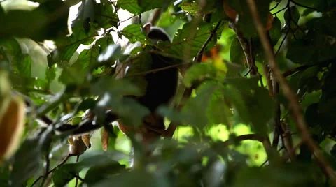 Cambodian Macaque Monkey Male and Female playing, eating, jumping, scratching Stock Footage