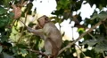 Cambodian Macaque Monkey Male and Female playing, eating, jumping, scratching HD Footage