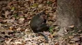 Cambodian Macaque Monkey Male and Female playing, eating, jumping, scratching HD Footage