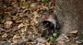Cambodian Macaque Monkey Male and Female playing, eating, jumping, scratching HD Footage