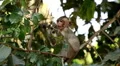 Cambodian Macaque Monkey Male and Female playing, eating, jumping, scratching HD Footage