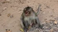 Cambodian Macaque Monkey Male and Female playing, eating, jumping, scratching HD Footage