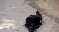 Cambodian Macaque Monkey Male and Female playing, eating, jumping, scratching HD Footage