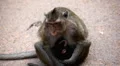 Cambodian Macaque Monkey Male and Female playing, eating, jumping, scratching HD Footage
