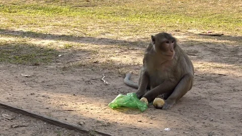 A Cambodian macaque that takes fruit from a plastic bag and then leaves.-Dan Stock Footage 119056575