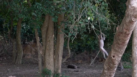 Cambodian macaques sitting on ground watching one of them swing on a branch-Dan Stock Footage 119056589