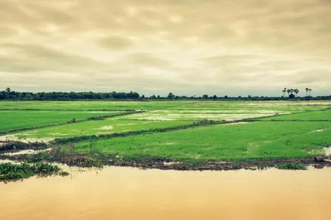 Cambodian rice fields Stock Photos