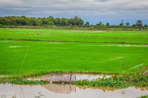 Cambodian rice fields Stock Photos