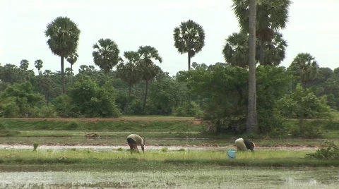 Cambodian rice paddies Stock Footage