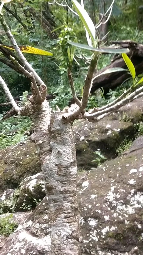 Cambodian Tree Fossils Stock Footage 329178335