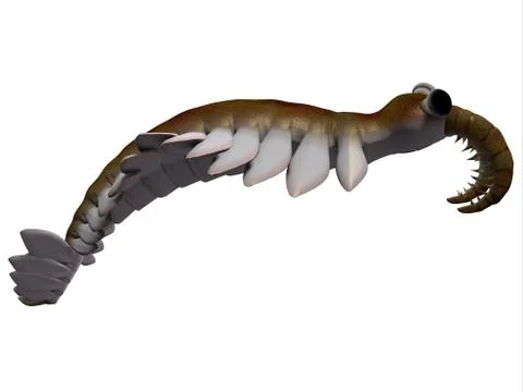 Cambrian anomalocaris side profile Stock Illustration
