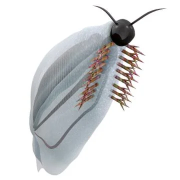 Cambrian Pikaia Stock Illustration