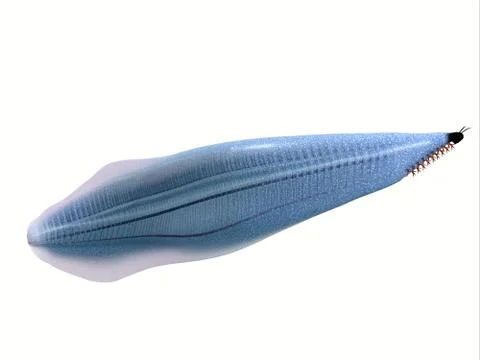 Cambrian Pikaia Side Profile Stock Illustration