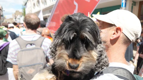 Cambridge Pride - Close up of a dog booping the camera during the march Stock Footage 338017411