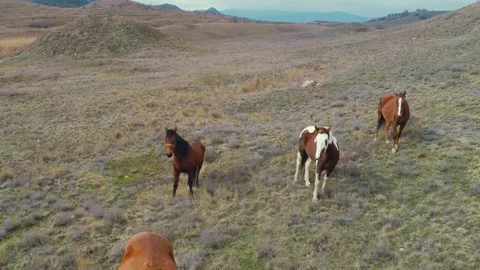 The camcorder flies smoothly between the horses in the pasture Stock Footage 86790636