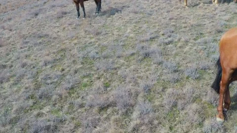 The camcorder flies smoothly between the horses in the pasture Stock Footage 86790666