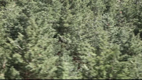 Camcorder is floating above the trees. Stock Footage
