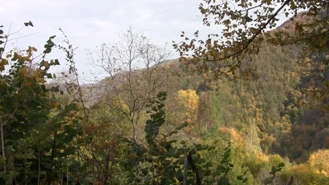 Came the autumn in the forest Stock Footage 90356141