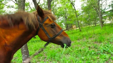 Came to the horse Stock Footage 11576820