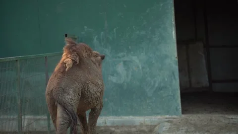 Came Walking Stock Footage 221151548