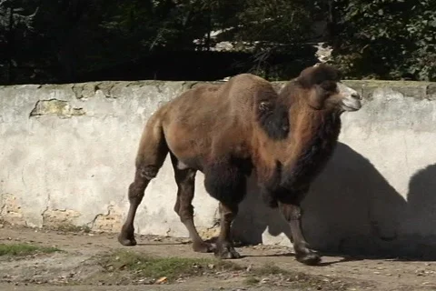 Camel 1  動画素材 348655