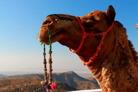 CAMEL 10 스톡 사진