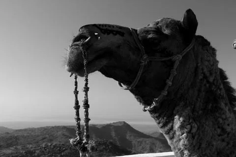 CAMEL 11 Fotos Stock