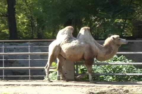 Camel 2  動画素材 361251