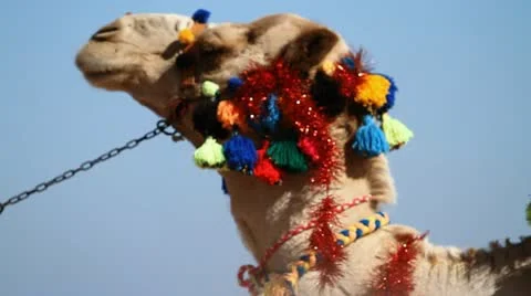 Camel 2 Vídeo Stock 20536760