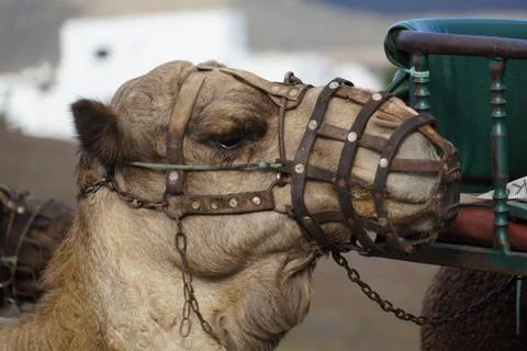 Camel 3 Stock Photos