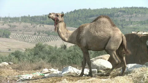 Camel 5 Vidéo 600399