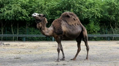 Camel 8635 Stock Footage 784772