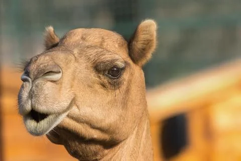 Camel, Abu Dhabi, UAE Stock Photos