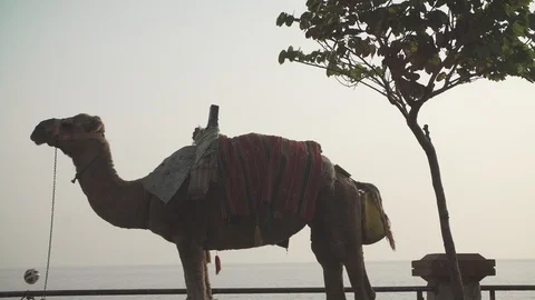 Camel against the evening sky Stock Footage 97793860