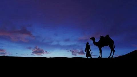Camel and camel driver on the background of sunset sunrise Stock Footage 262581235