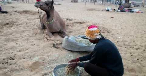 Camel and camel trader an early morning during Camel Fair in Pushkar Stock-Footage 58337035