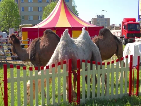 Camel and Circus Tent Stock Footage 70488337