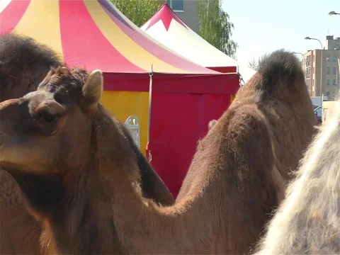 Camel and Circus Tent Stock Footage 70488524