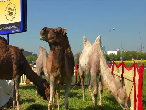 Camel and Circus Tent Stock Footage 70488651