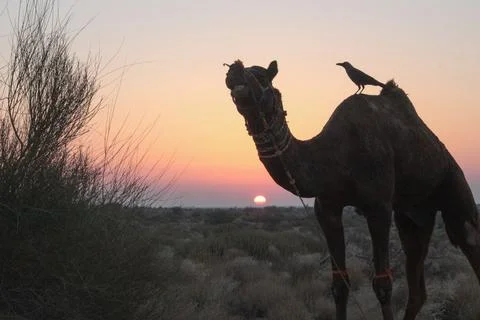 Camel and Crow Stock Photos